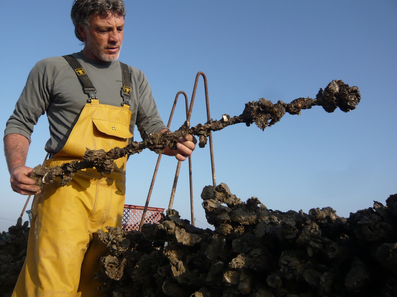 man oyster fisher free photo