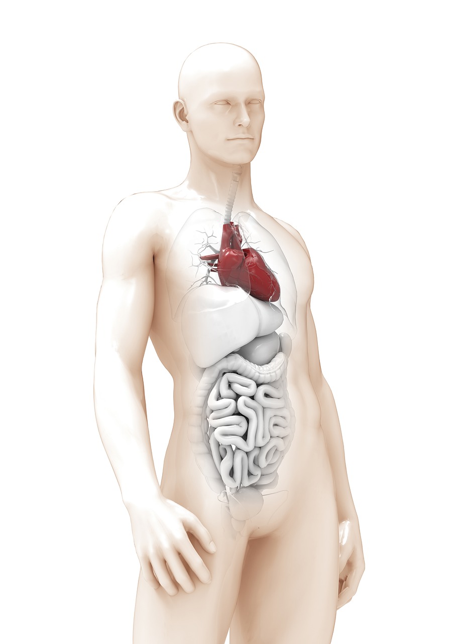 man the anatomy of a heart free photo