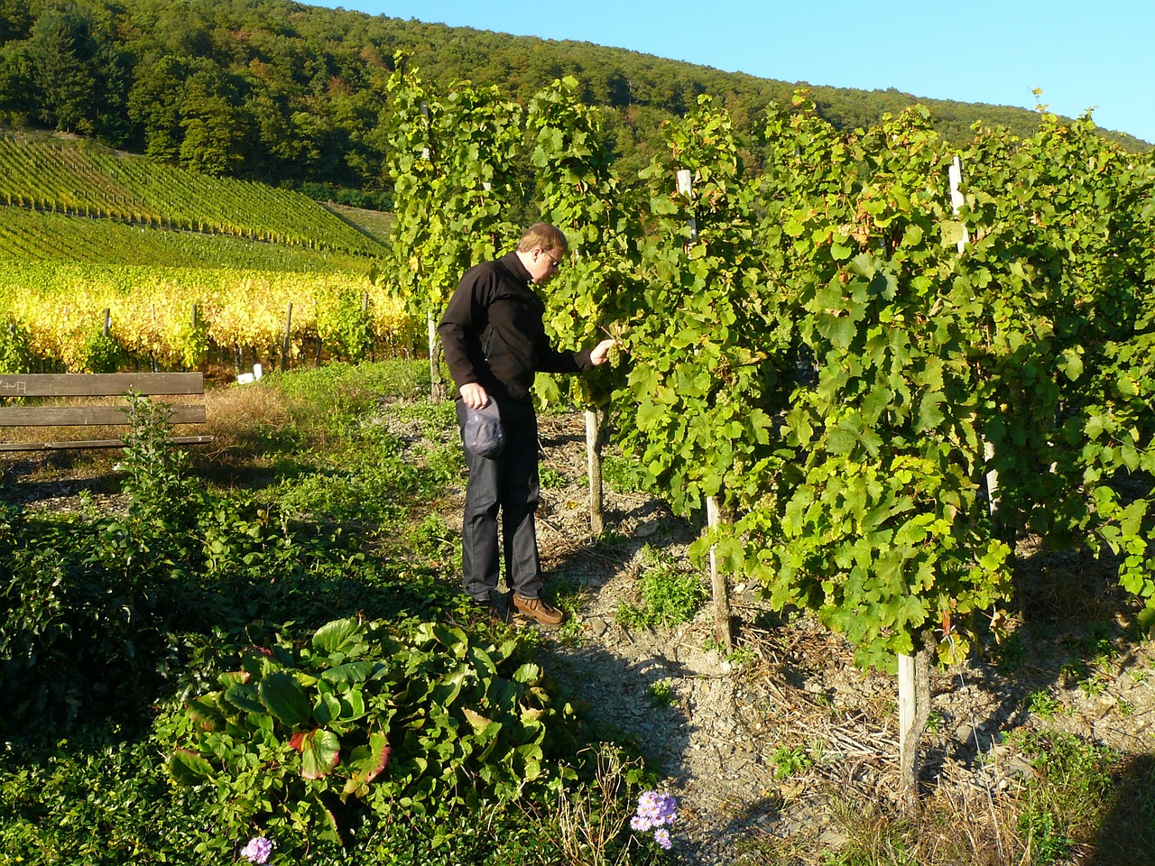 man person vineyard free photo