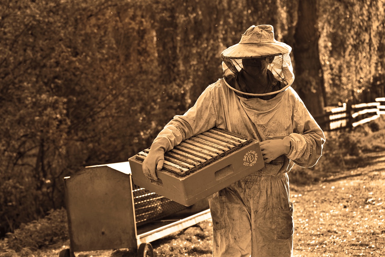 man  beekeeper  beekeeping free photo