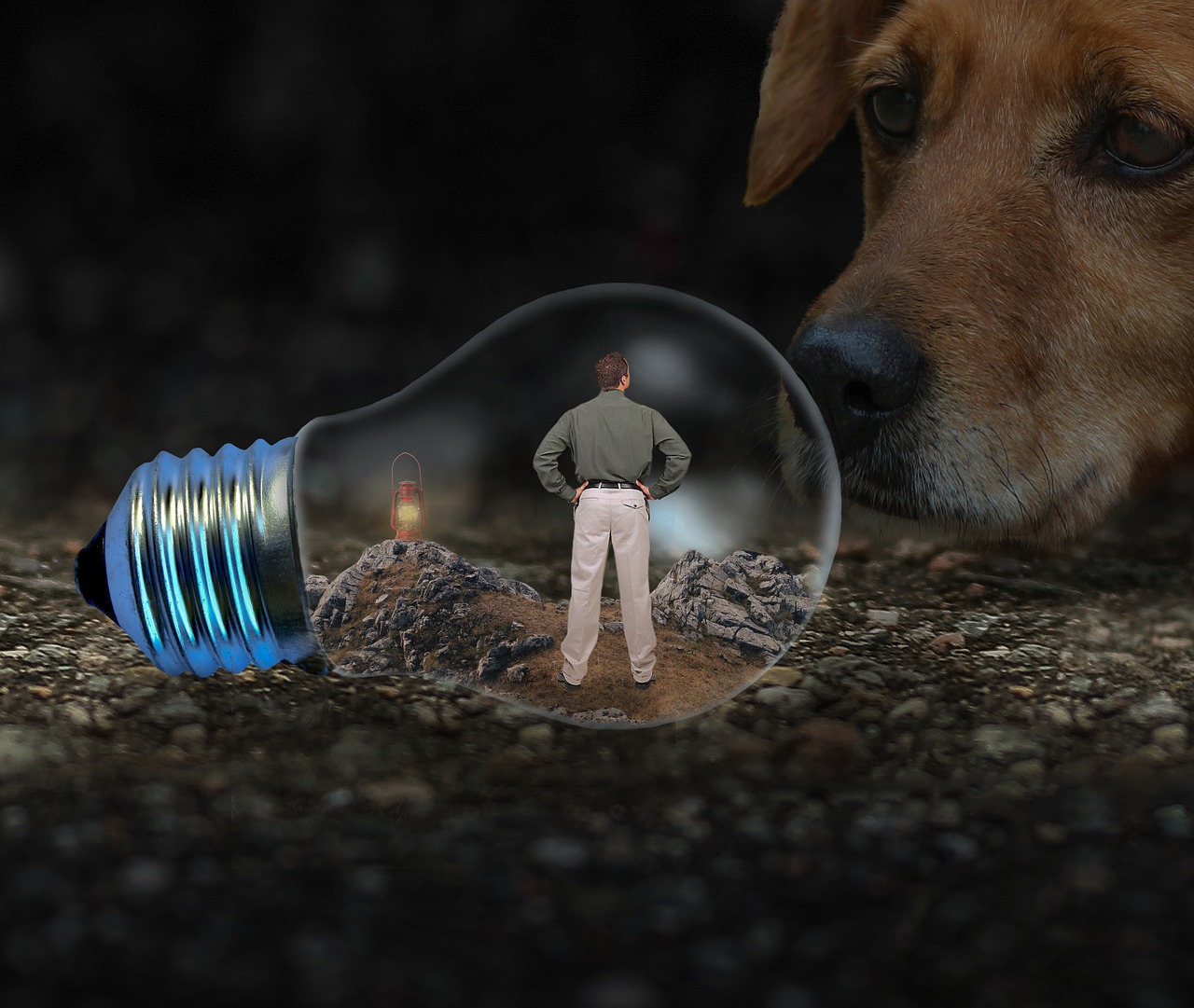 man  light bulb  dog free photo