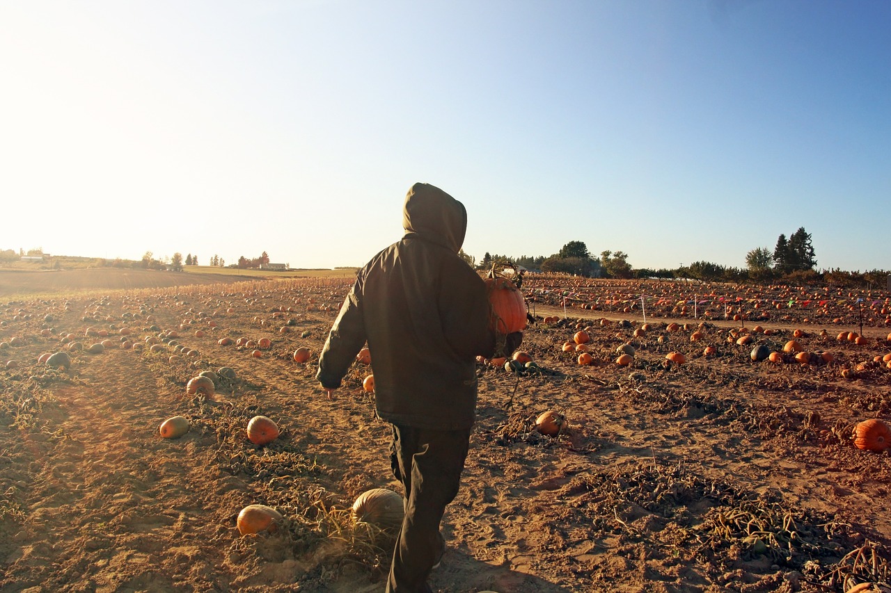 man pumpkin patch free photo