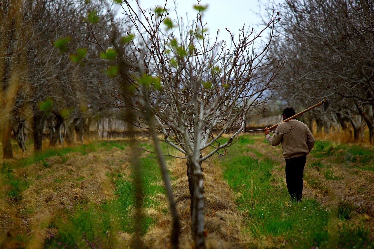 man worker field free photo