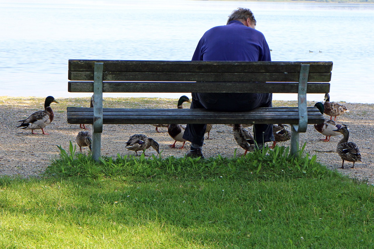 man person ducks free photo