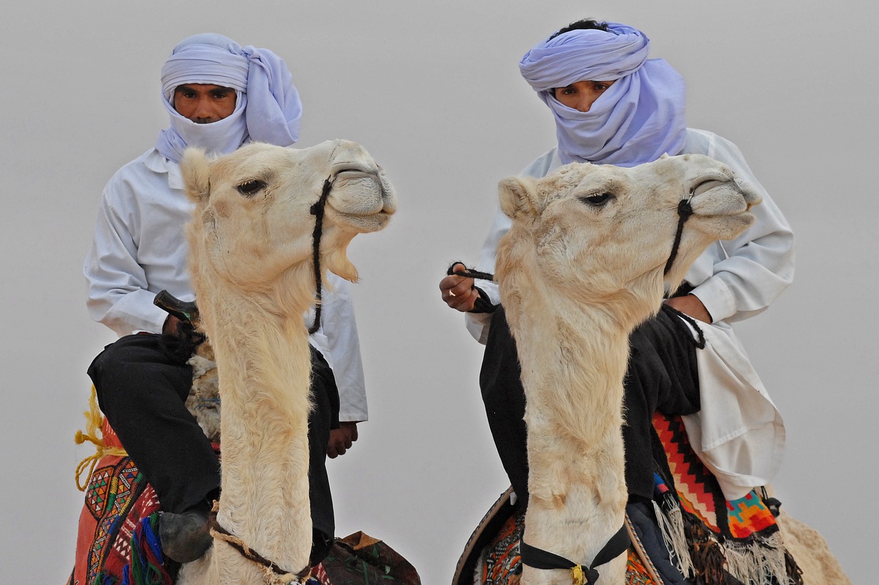man and animal white camels pride free photo