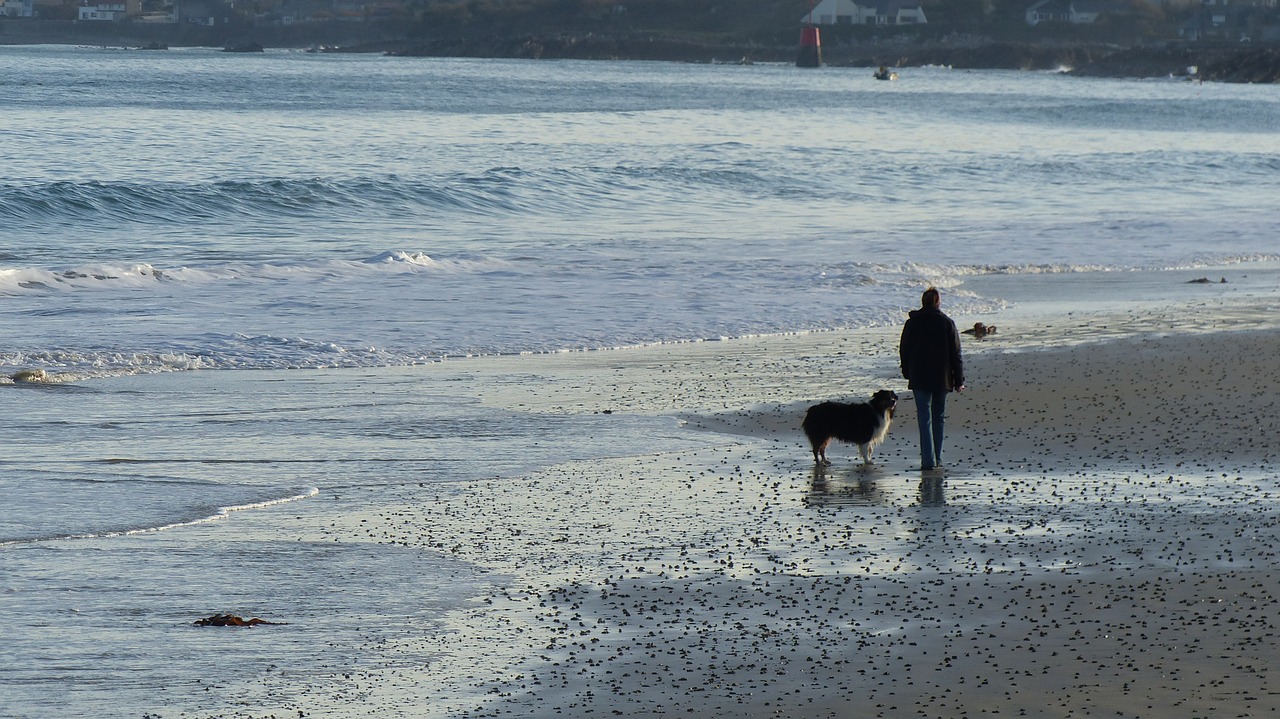 man and dog man on the beach dog on beach free photo