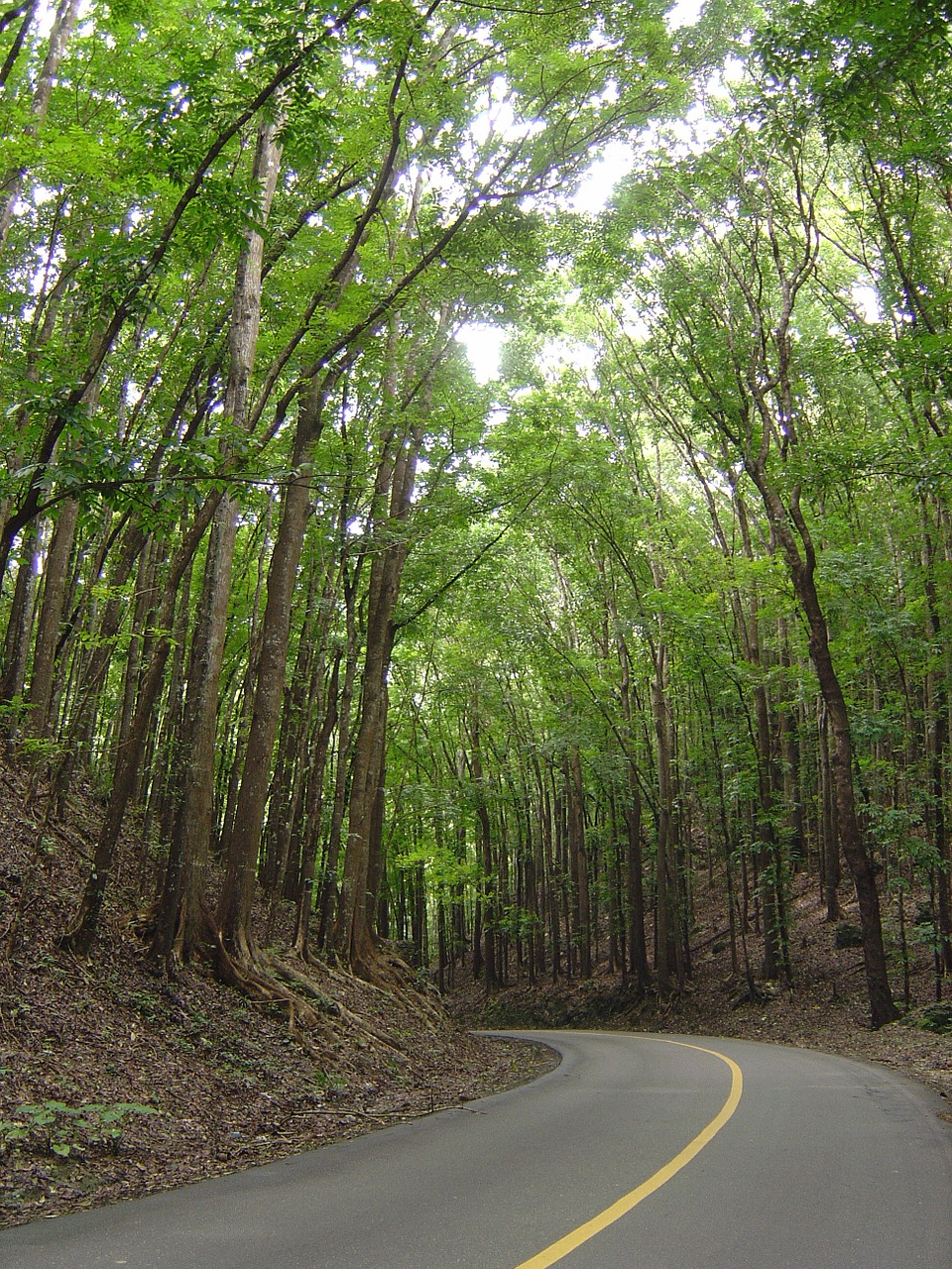 man-made forest bohol philippines free photo