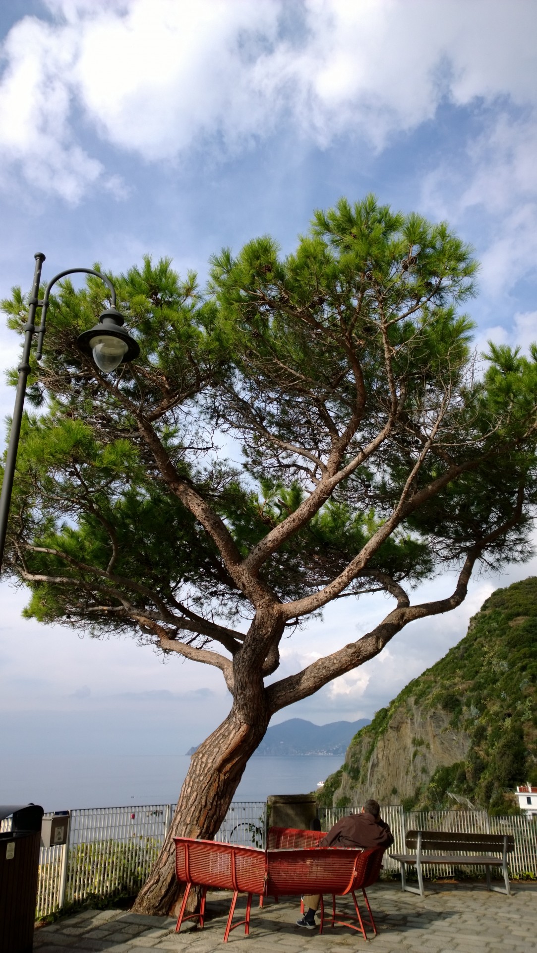 man bench tree free photo