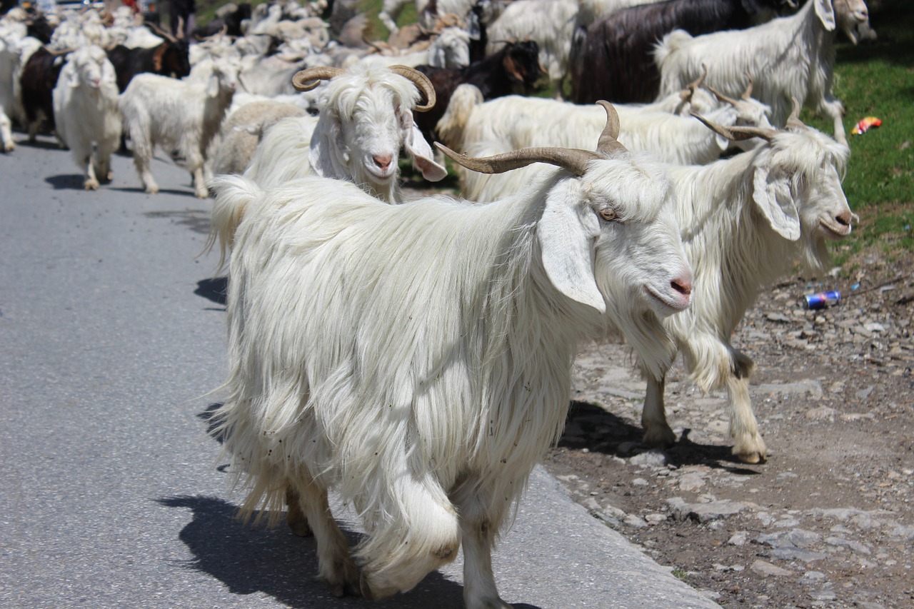 manali himachal goat free photo