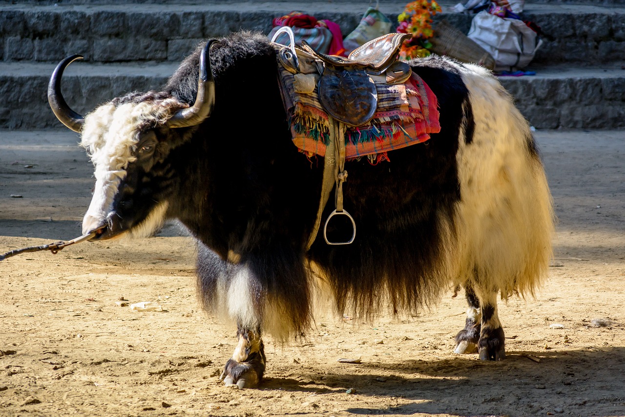 manali himalayas yak free photo