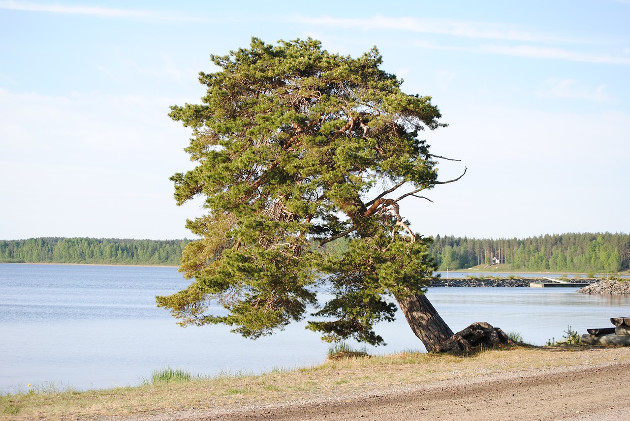 manamansalo island port  tree  finland free photo