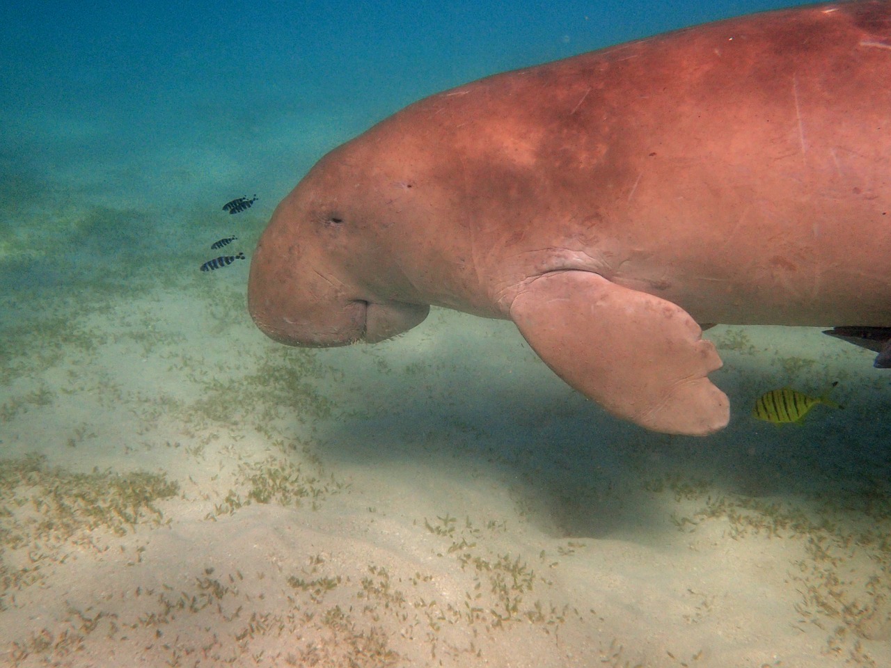 manatee dugong snorkeling free photo