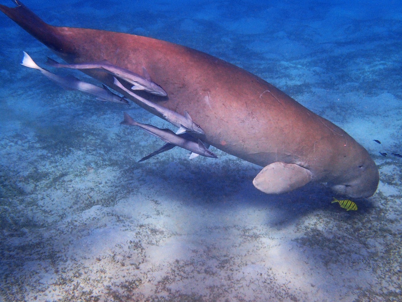 manatee dugong underwater world free photo