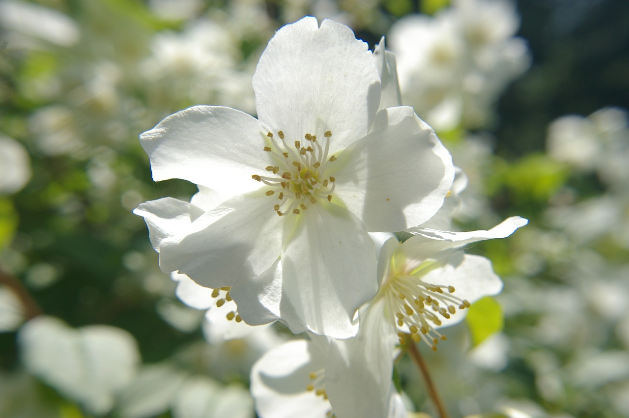 manchurian shrub flower white free photo