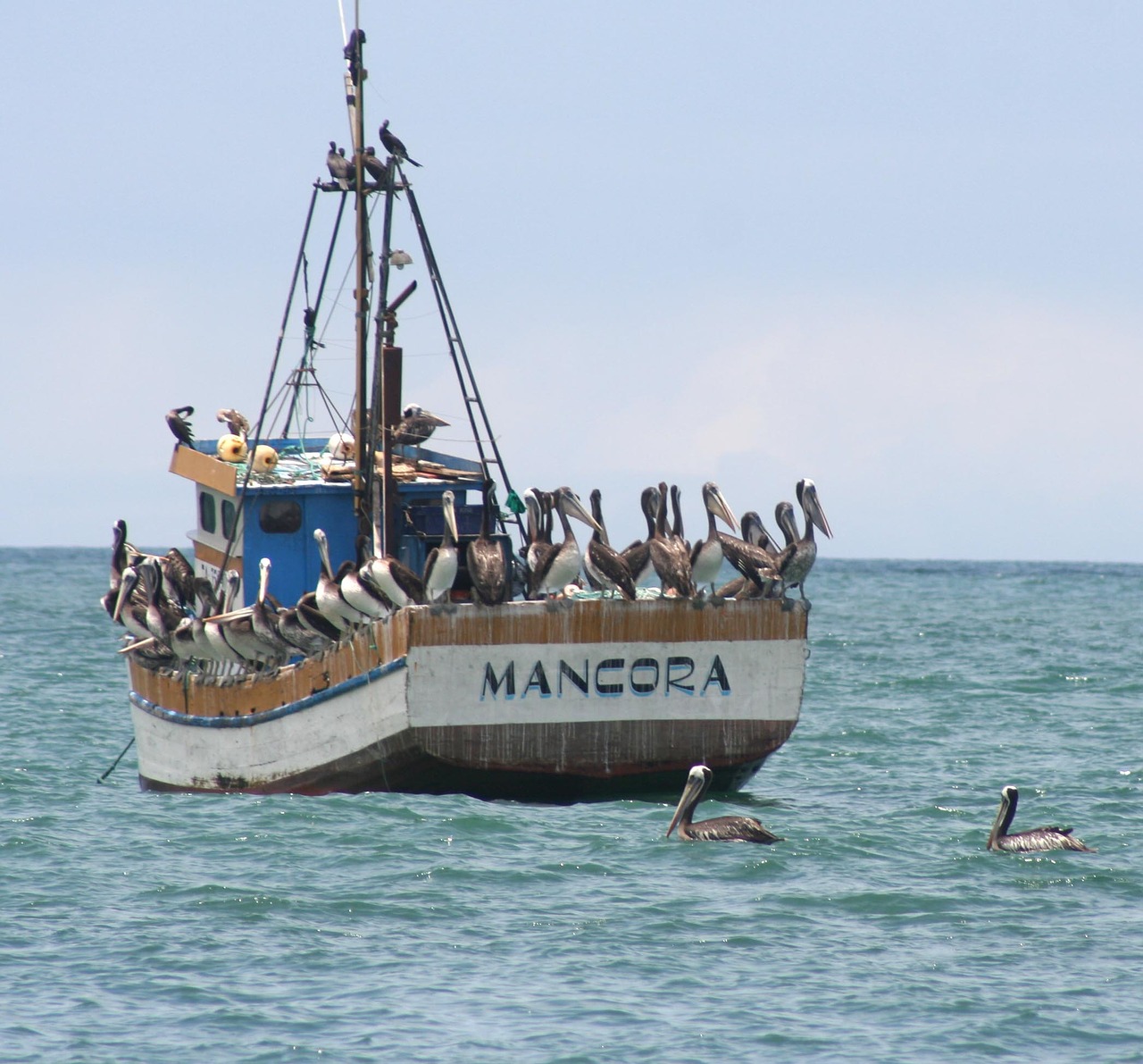 mancora boat seagull free photo