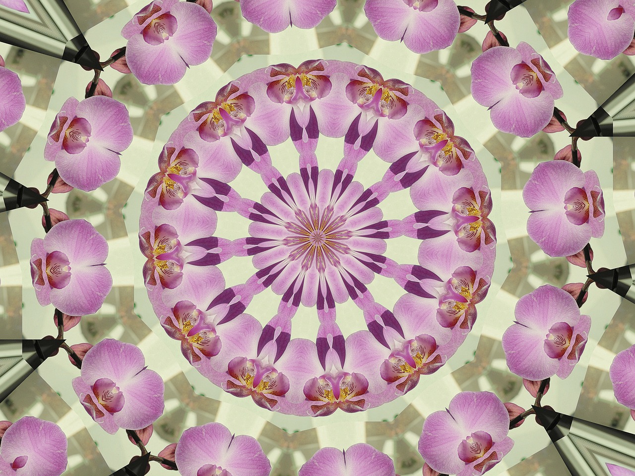 mandala orchids kaleidoscope free photo