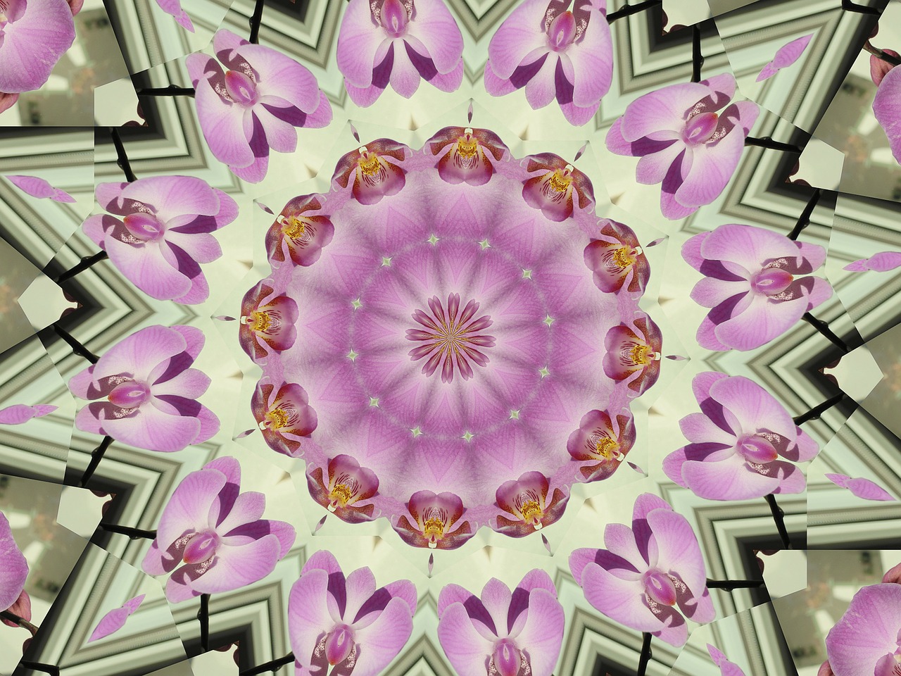 mandala orchids kaleidoscope free photo