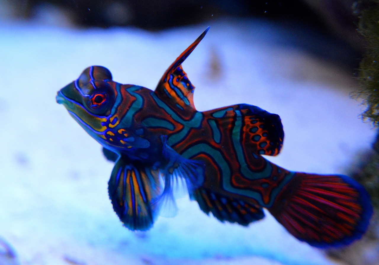 mandarin cay fish free photo