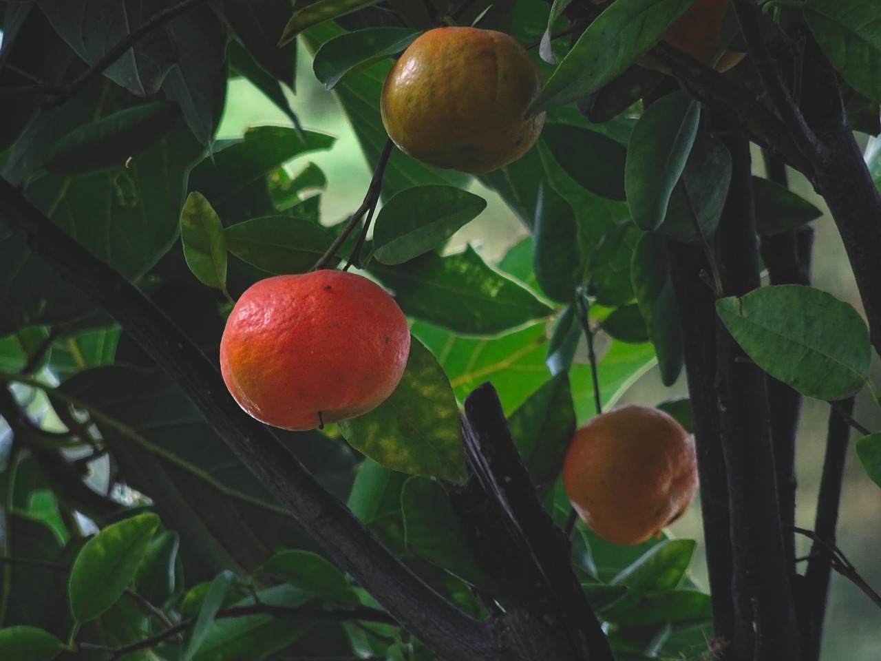 mandarin fruit citrus fruit free photo