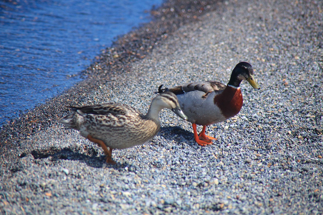 mandarin ducks lake free photo