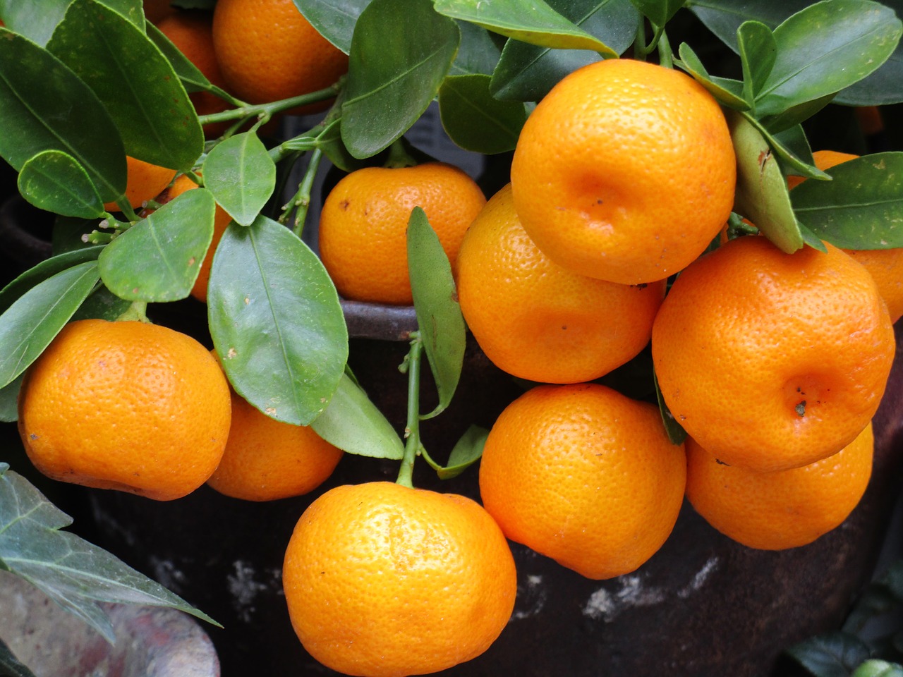 mandarin fruit orange free photo