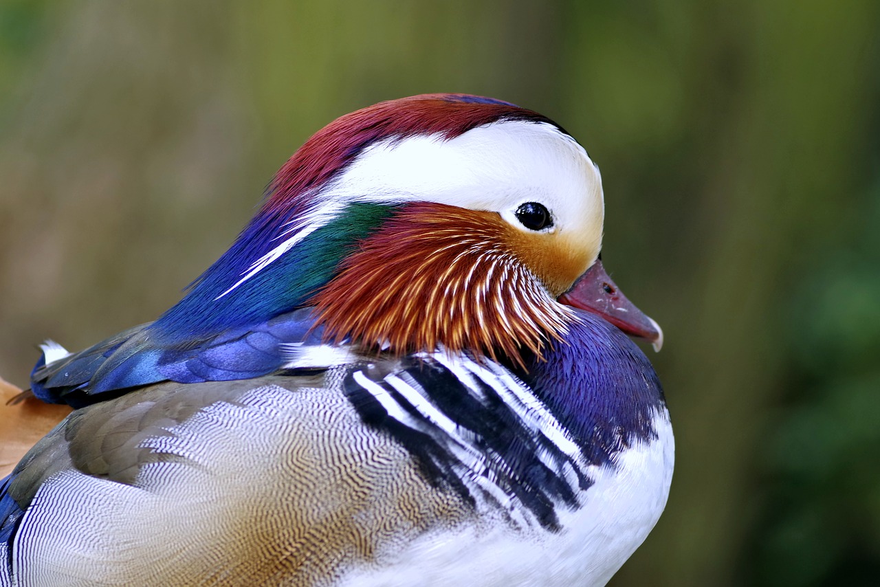 mandarin bird duck free photo