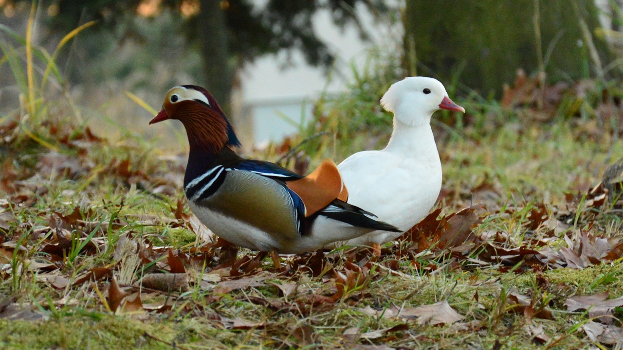 mandarin color white free photo