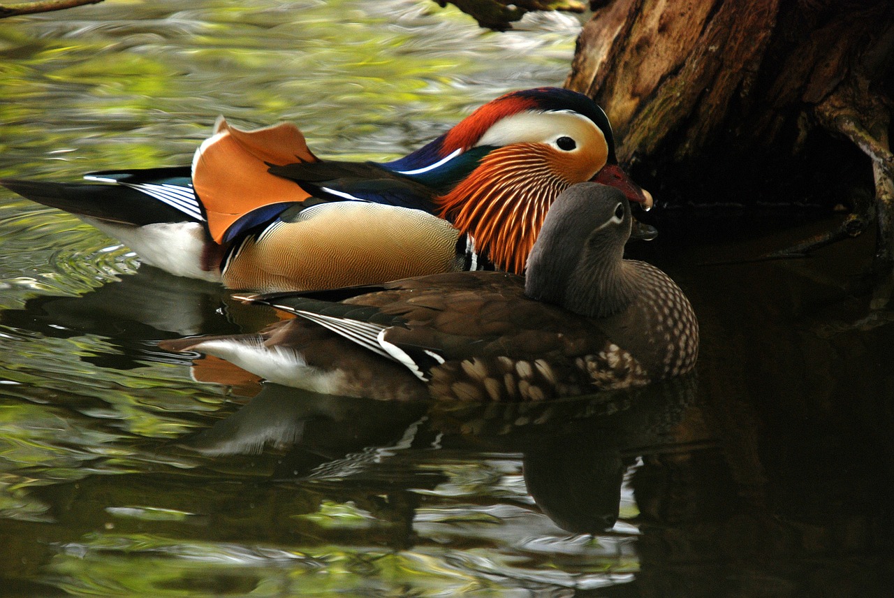 mandarin duck exotic free photo