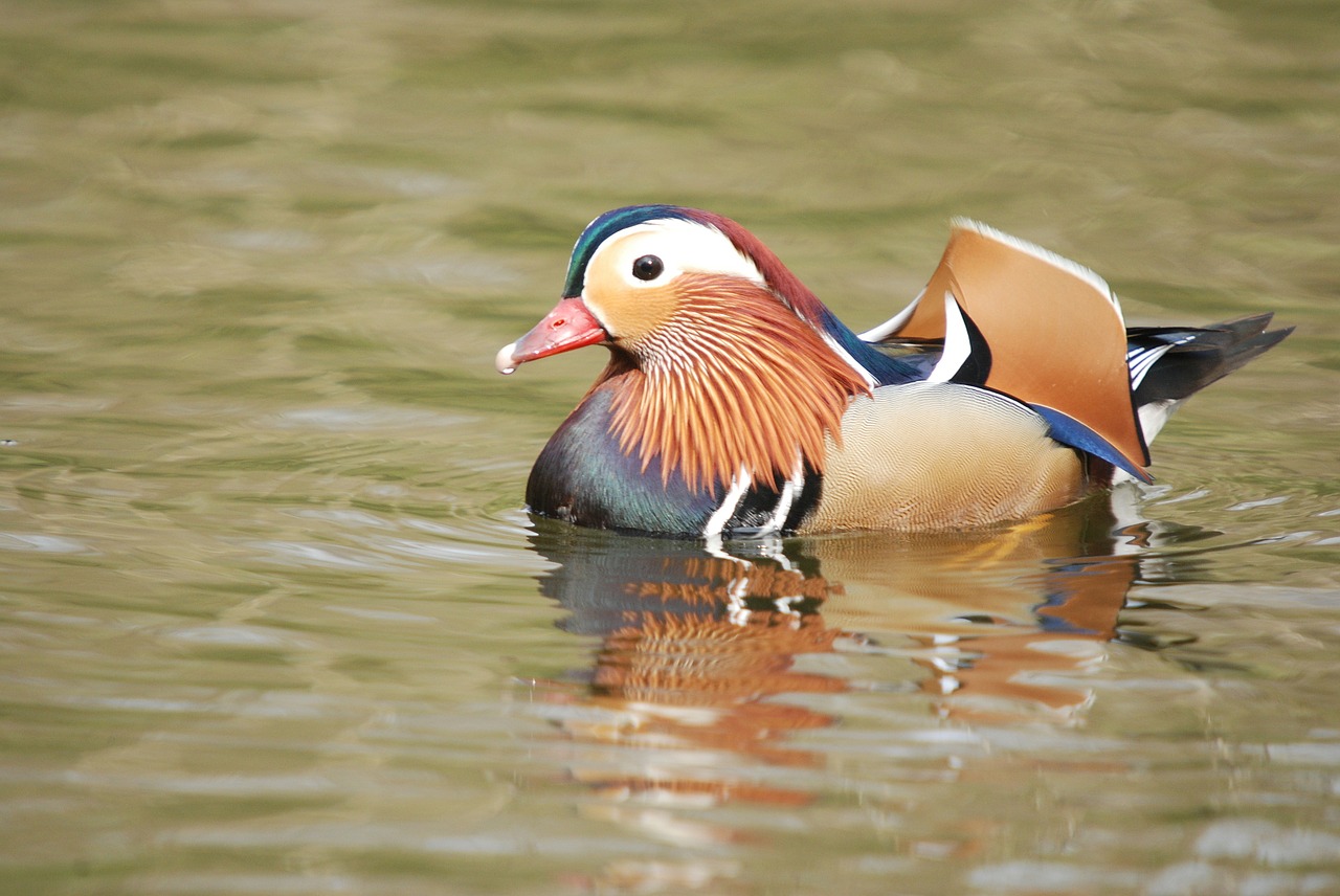 mandarin duck aix galericulata free photo