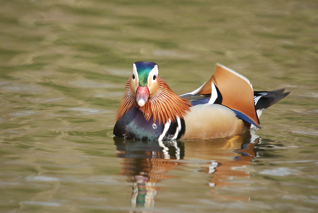 mandarin duck aix galericulata free photo