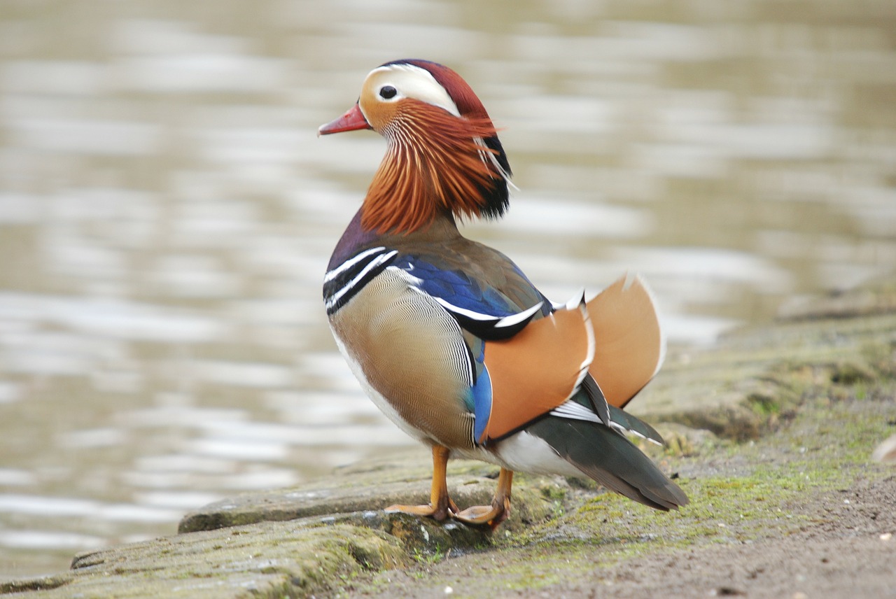 mandarin duck aix galericulata free photo