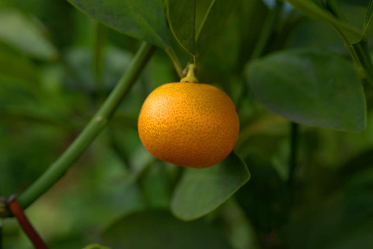 mandarin  fruit  tree free photo