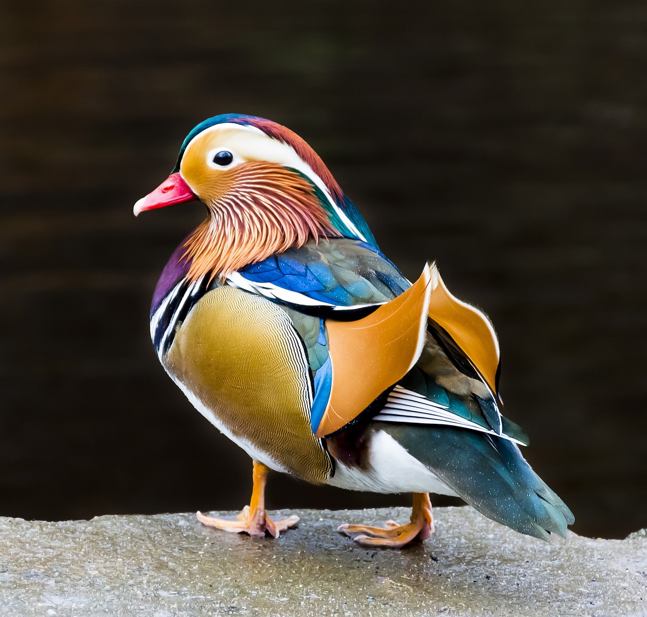 mandarin  duck  bird free photo