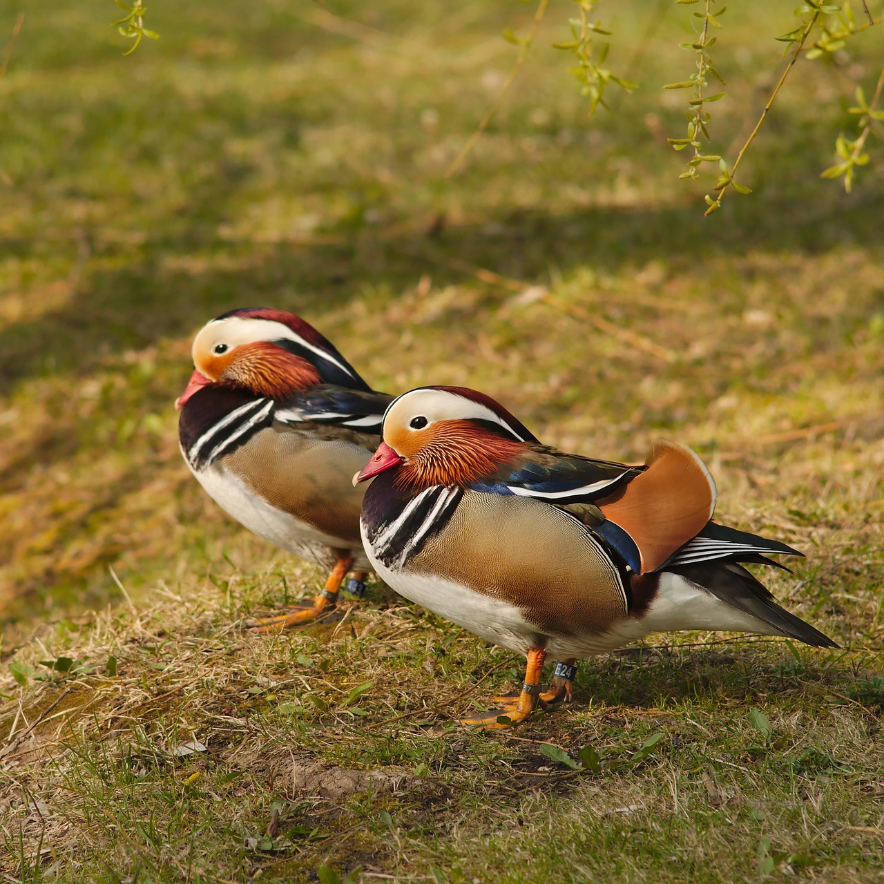 mandarin  duck  bird free photo