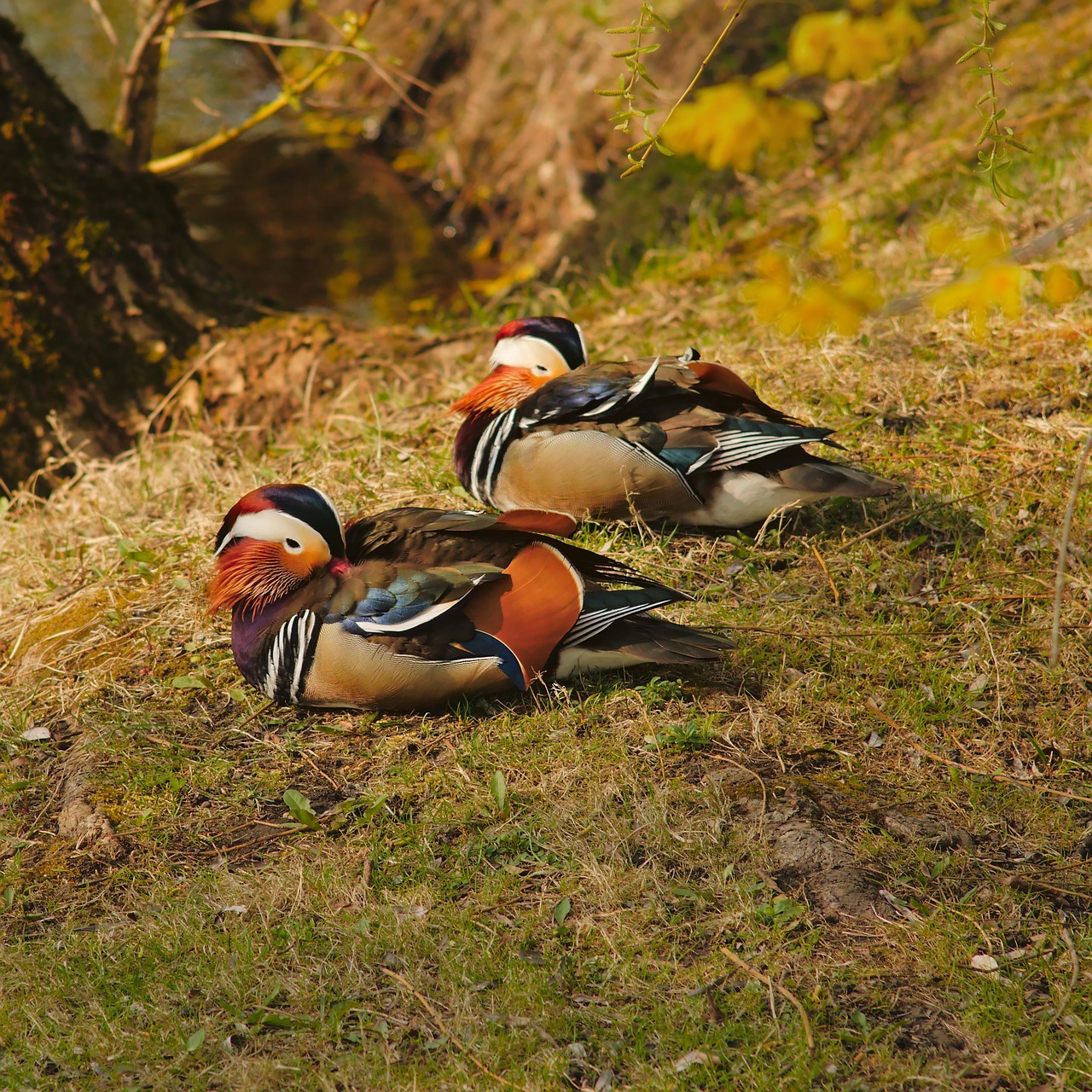 mandarin  duck  bird free photo