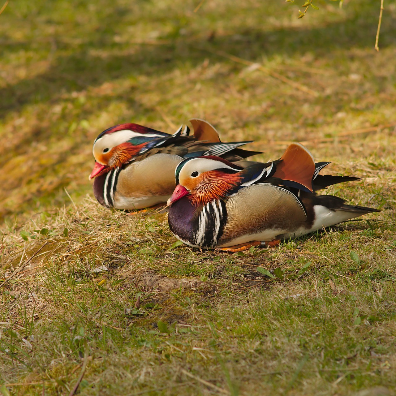 mandarin  duck  bird free photo