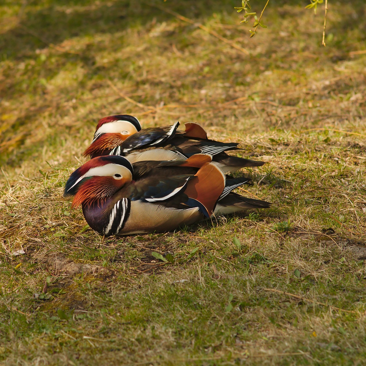 mandarin  duck  bird free photo