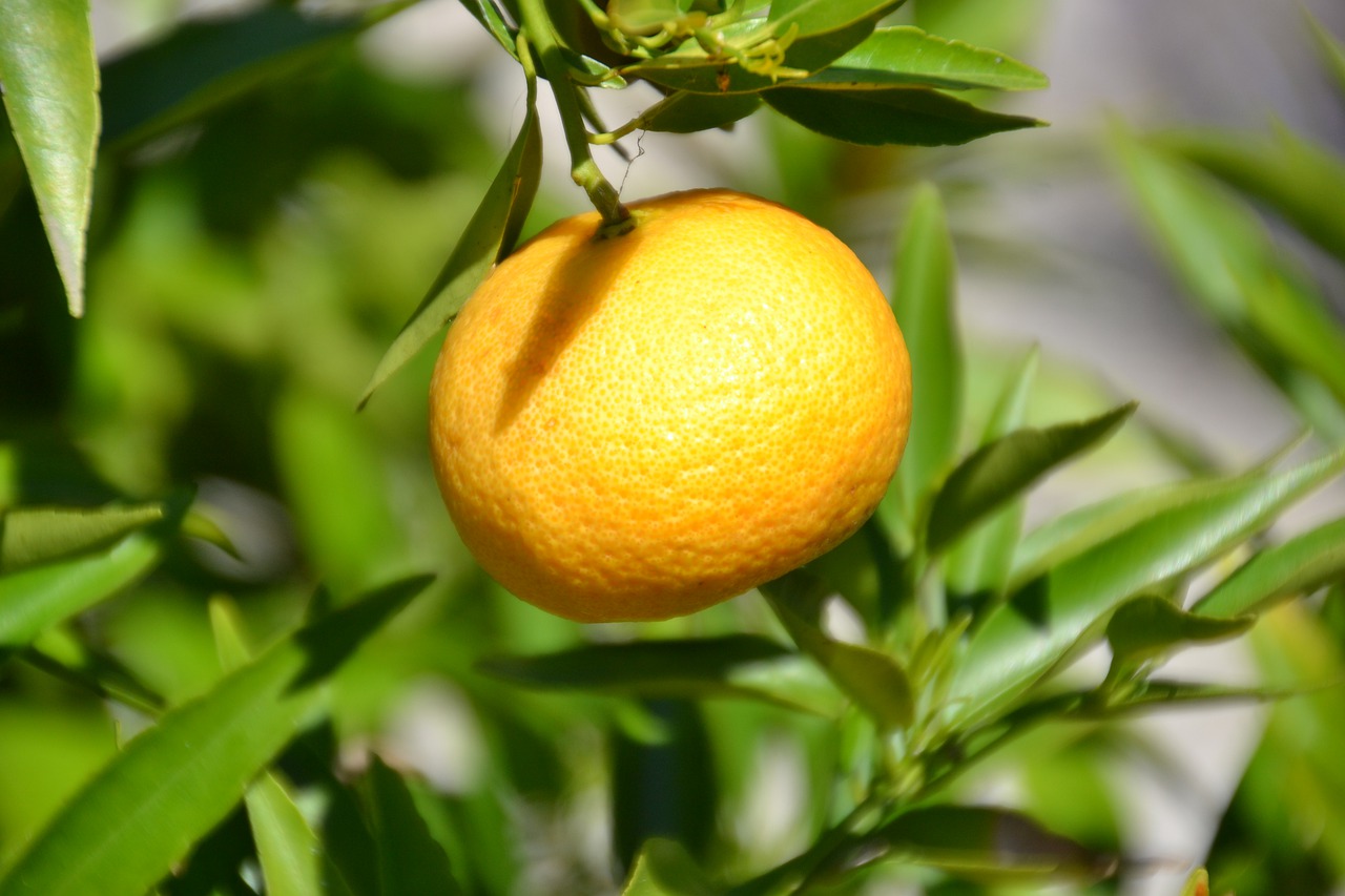 mandarin  fruit  vitamins free photo