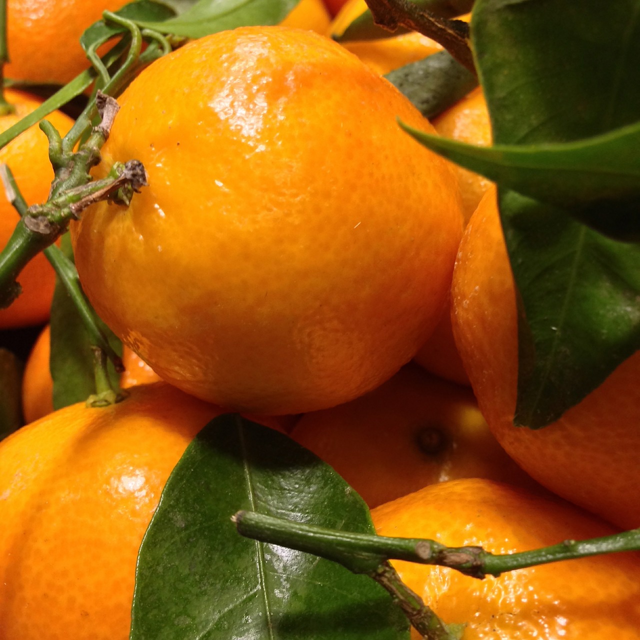 mandarin citrus fruit free photo