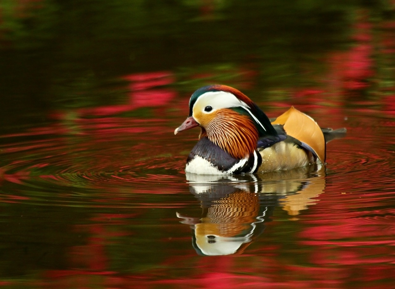 mandarin duck isabella free photo