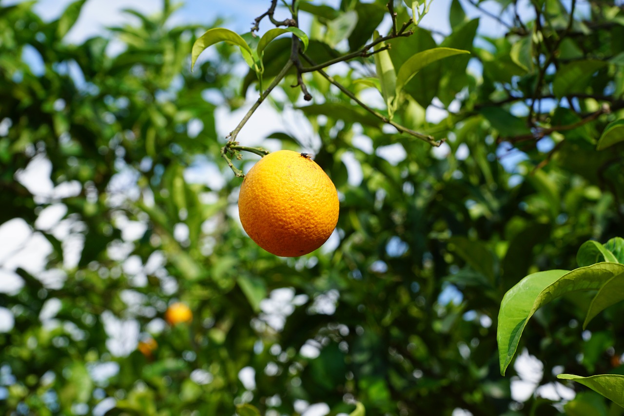 mandarin tree citrus fruits free photo