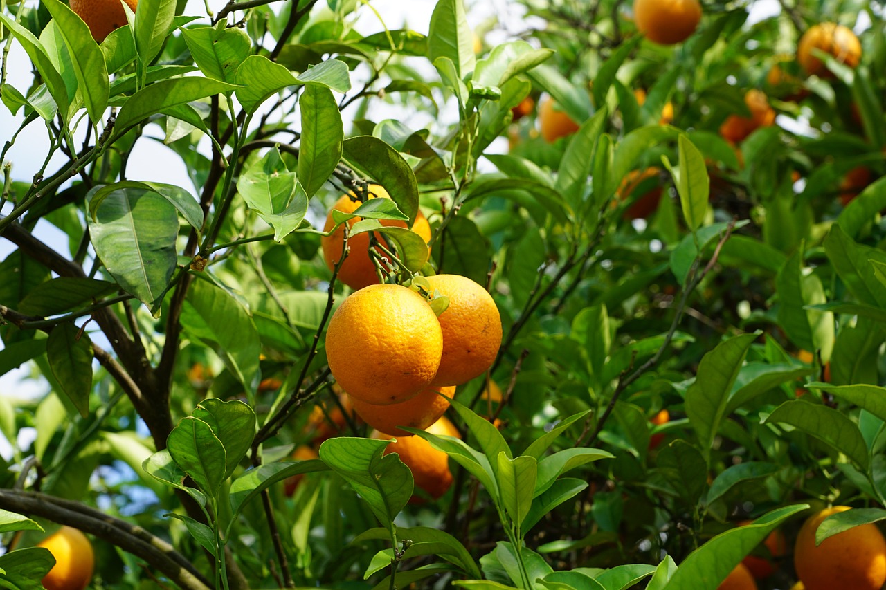 mandarin tree citrus fruits free photo