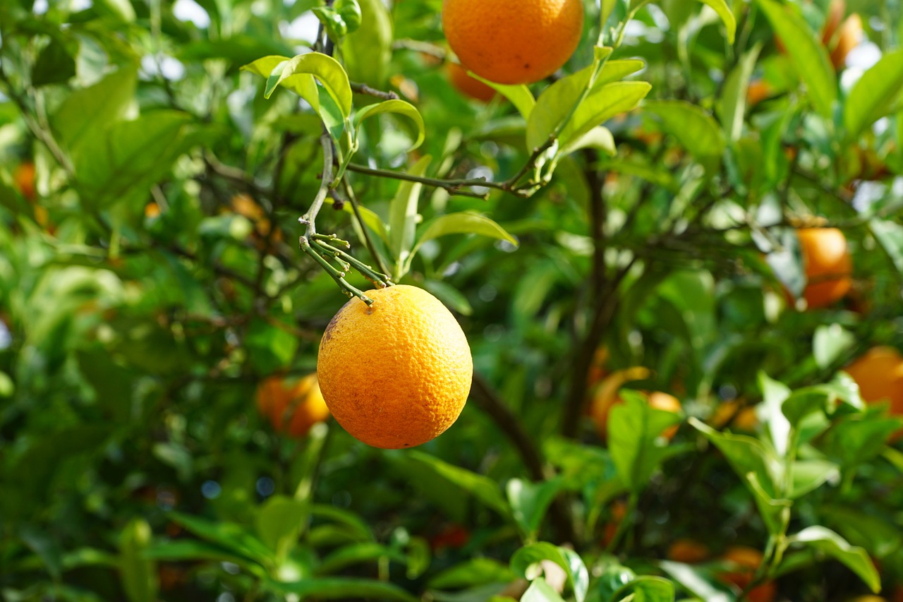 mandarin tree citrus fruits free photo