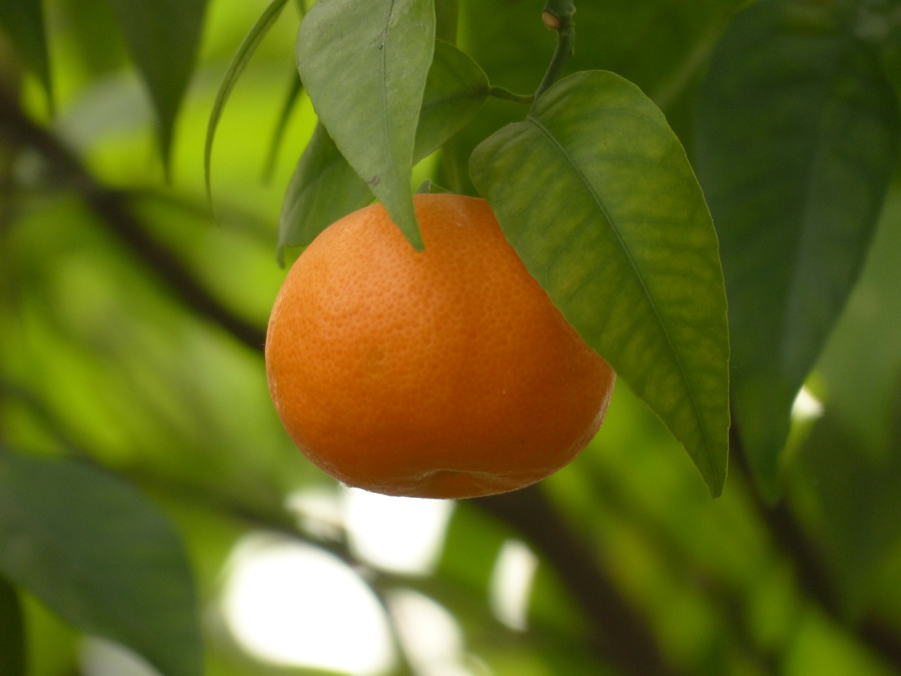 mandarin fruit tree free photo