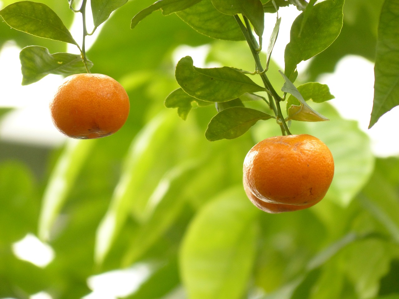 mandarin orange tree free photo