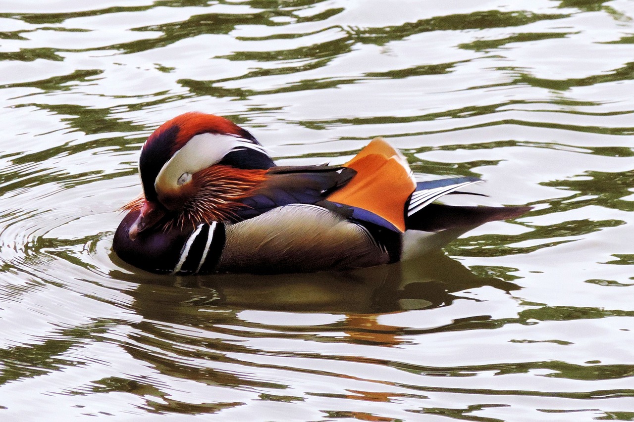 mandarin ducks duck water free photo