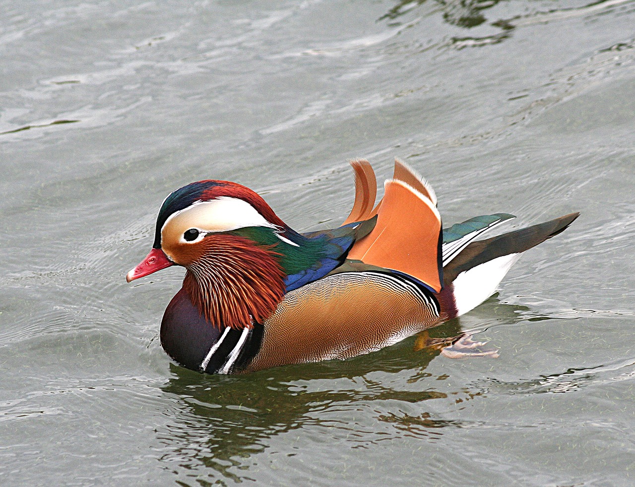 mandarin duck waterfowl bird free photo