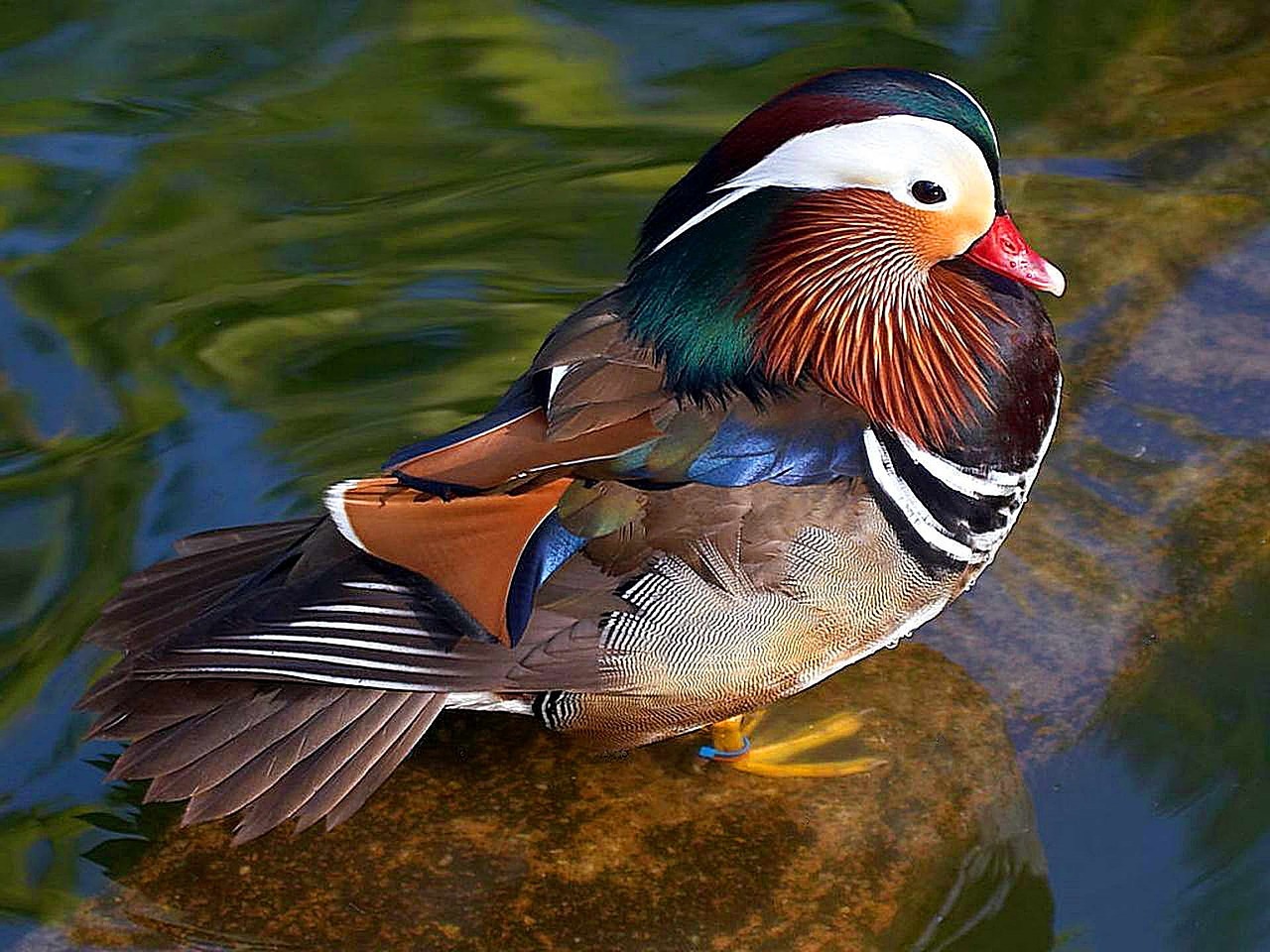 mandarin duck male bird free photo