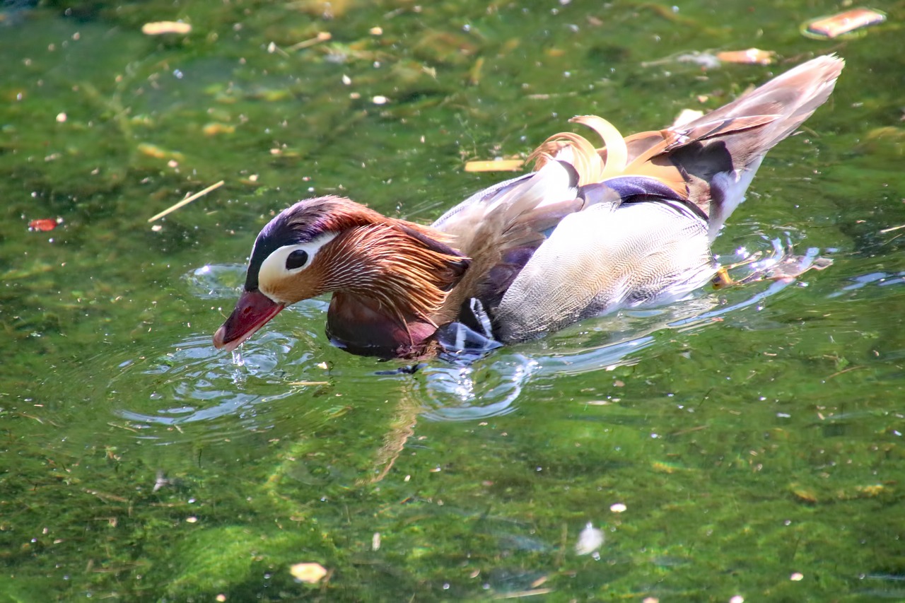 mandarin duck bird waterfowl free photo