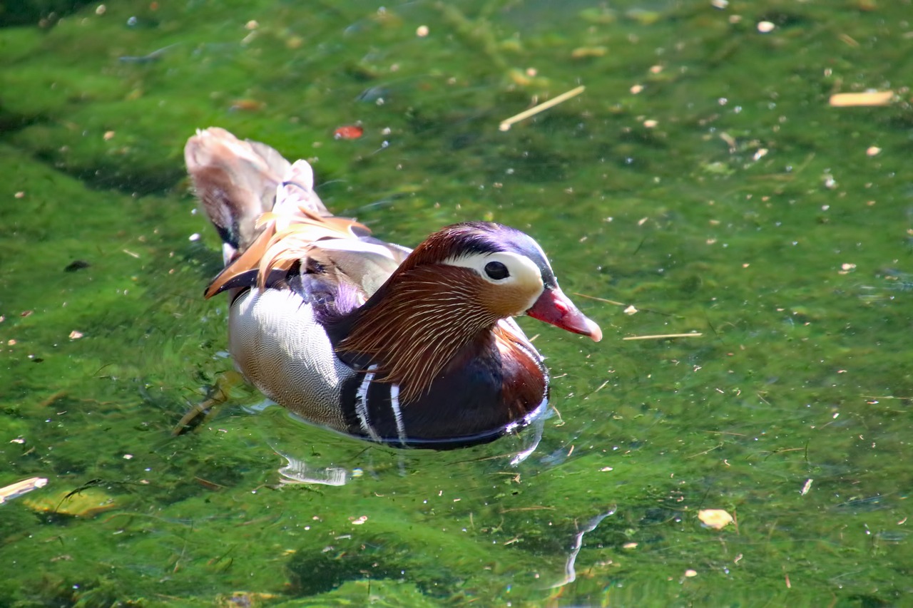 mandarin duck bird waterfowl free photo
